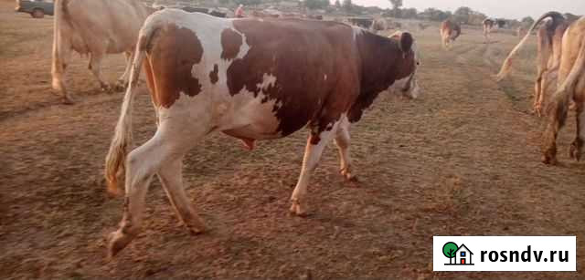 Бычки Ершов - изображение 1