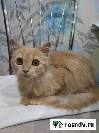 Котик Рубцовск - изображение 1