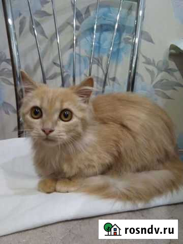 Котик Рубцовск - изображение 1