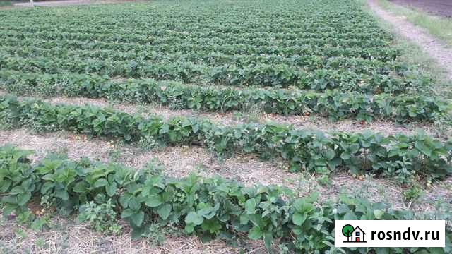 Рассада клубники Флоренс Усть-Лабинск - изображение 1