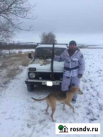 Собака Алексеевка - изображение 1