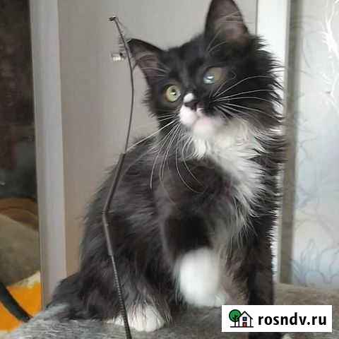 Котенок в добрые руки Воскресенск - изображение 1