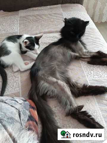 Кошки. Стерилизованные Волжский - изображение 1