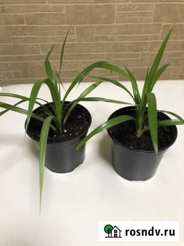 Панданус укорененные детки Воронеж - изображение 1