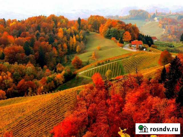 Животные Острогожск - изображение 1