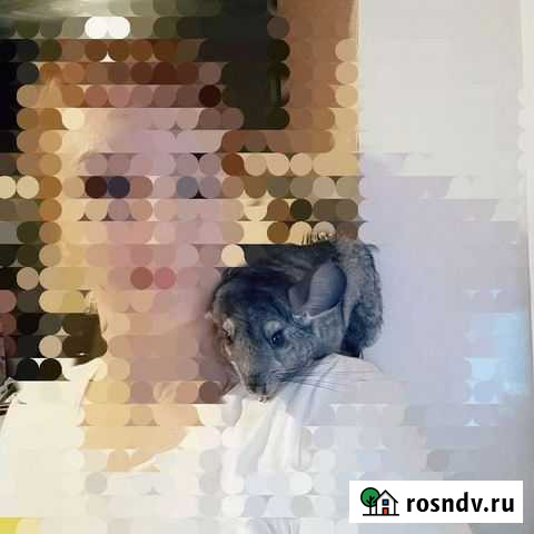 Шиншилла Астрахань - изображение 1