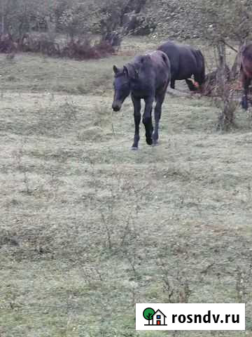Лашонок Сторожевая - изображение 1