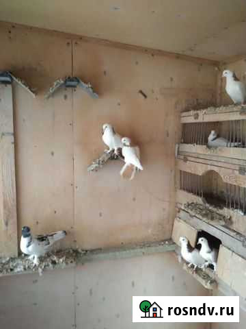 Голуби разных пород Троицкий - изображение 1