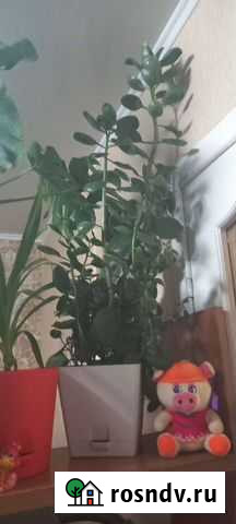 Каланхое Ростов-на-Дону - изображение 1