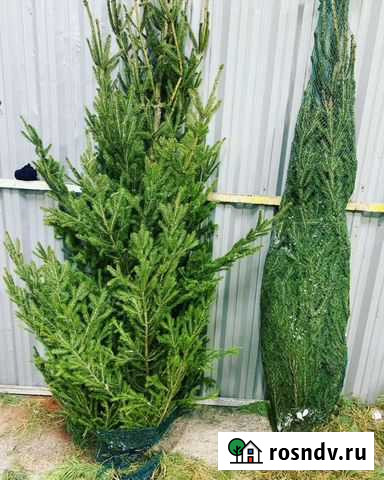Живые ёлки ели Стерлитамак - изображение 1