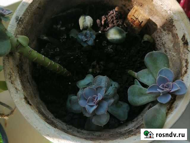 Комнатные растения Шуя - изображение 1