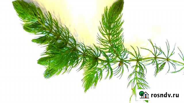 Роголистник Калуга - изображение 1