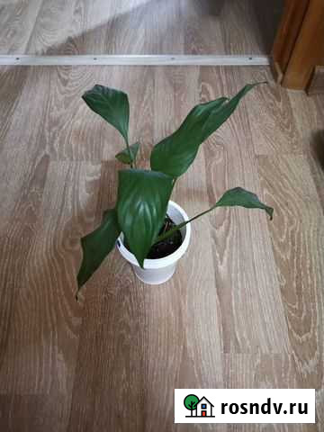 Спатифиллум Казань - изображение 1