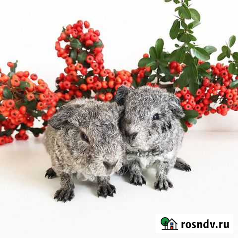 Морская свинка Тедди Краснодар - изображение 1