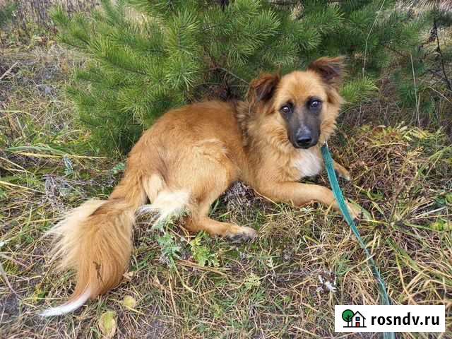 Рыжая пушистая лисичка Мартина в дар Москва - изображение 1