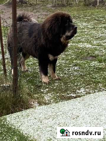 Мастиф тибетский девочка Монино - изображение 1