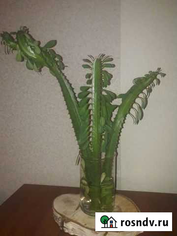 Отростки кактуса Молочай Россошь - изображение 1