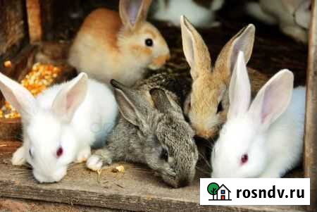 Крольчатина Бор - изображение 1