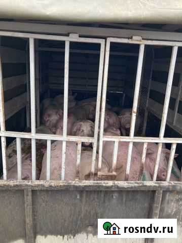Домашняя Свинина, живым весом Волгодонск - изображение 1