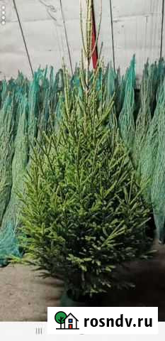 Елки новогодние.Ель оптом Ульяновск - изображение 1