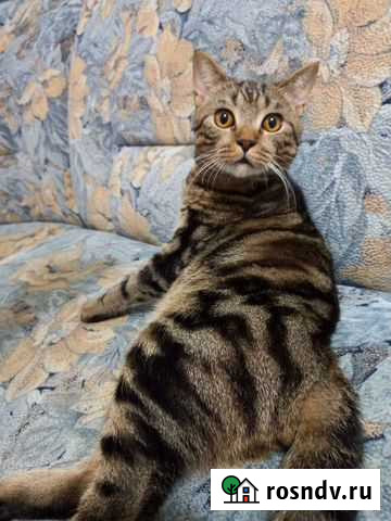 Шотландец вязка Киров - изображение 1