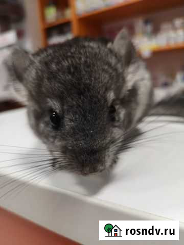 Шиншилла Нижний Тагил - изображение 1