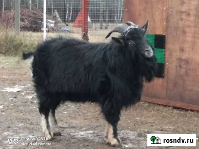 Камерунский Козёл Электрогорск - изображение 1