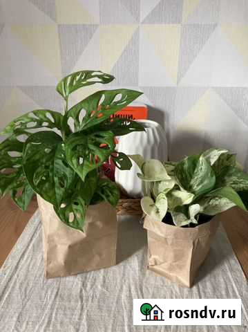 Растения для дома Королев - изображение 1