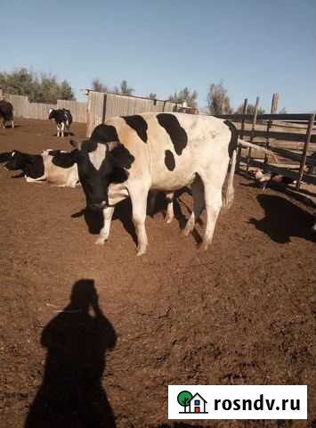 Пастух-скотник Красные Баррикады - изображение 1