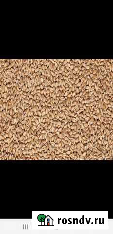 Зерно пшеница мягкая Энергетик - изображение 1