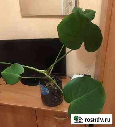 Монстера Вологда