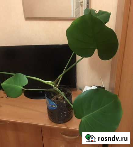 Монстера Вологда - изображение 1