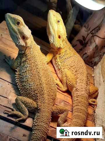 Бородатая агама Нижний Новгород - изображение 1