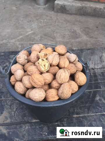Орех грецкий Шахты - изображение 1