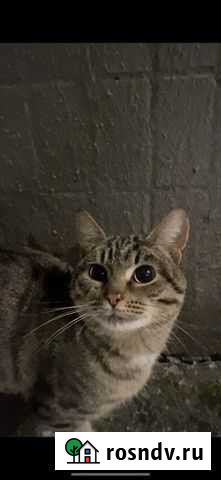 Кот Москва - изображение 1