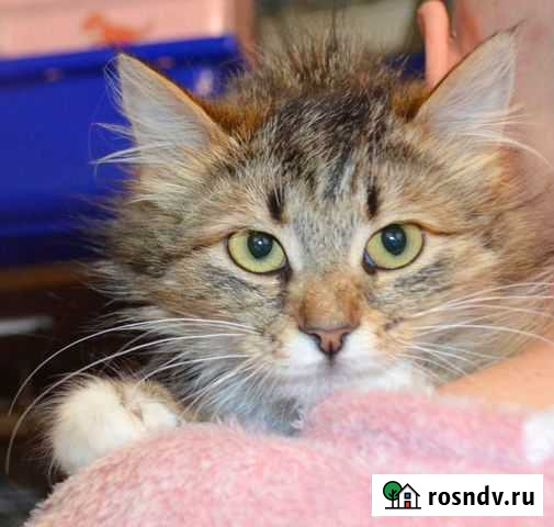 Кошка-сиротка Банни в поисках дома Москва - изображение 1