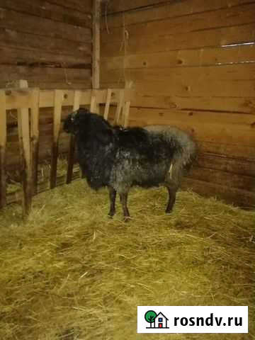 Баран Красная Горбатка - изображение 1