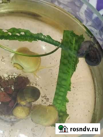 5 крупных ампулярии Лобня - изображение 1