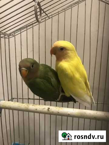 Попугай неразлучники Ростов-на-Дону - изображение 1