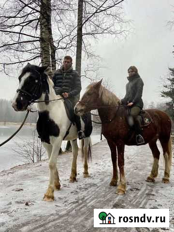 Приглашаем на занятия по верховой езде Санкт-Петербург - изображение 1