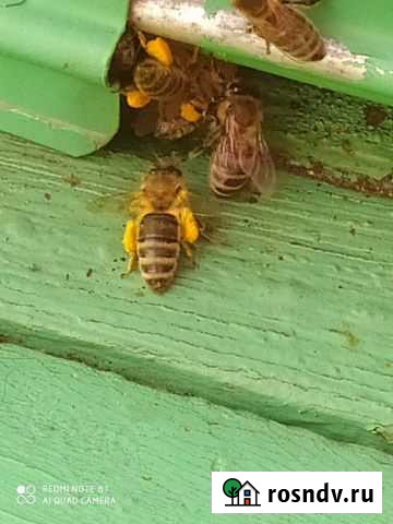 Канди подкормка для пчёл Чемодановка - изображение 1