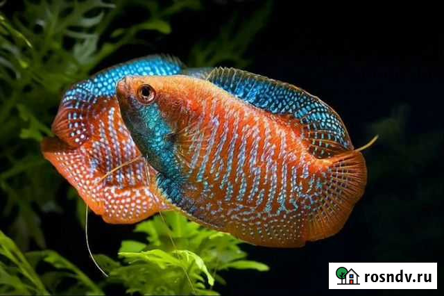 Аквариумные рыбки Кемерово - изображение 1