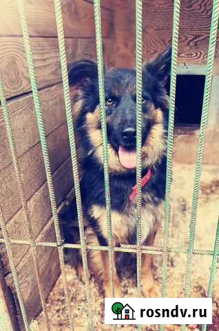 Метис немецкой овчарки Дени ищет дом Реутов - изображение 1