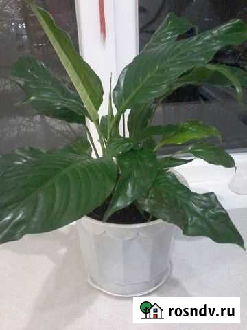 Спатифиллум Иваново - изображение 1