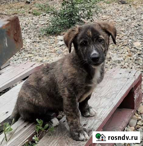 Щенки тигровые коротколапые Краснодар - изображение 1