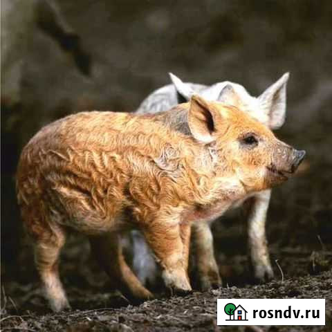 Венгерская мангалица Югорск - изображение 1