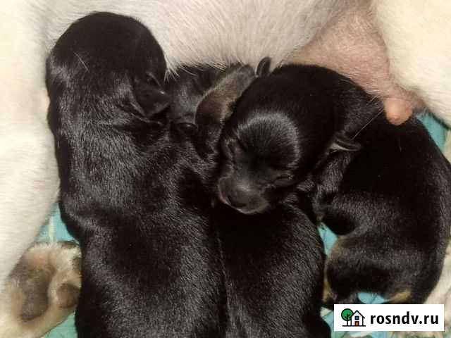 Чихуахуа Елец - изображение 1