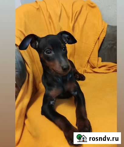 Щенок кобель - Цвергпинчер Москва - изображение 1