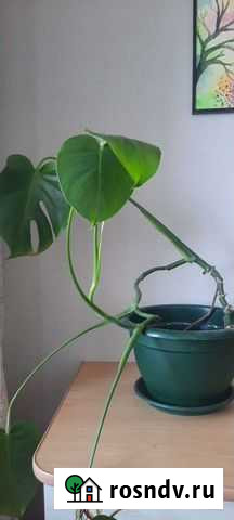 Монстера Тольятти - изображение 1