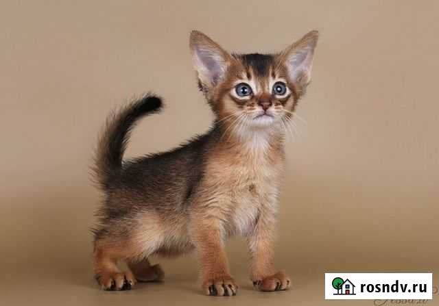 Абиссинская Георгиевск - изображение 1